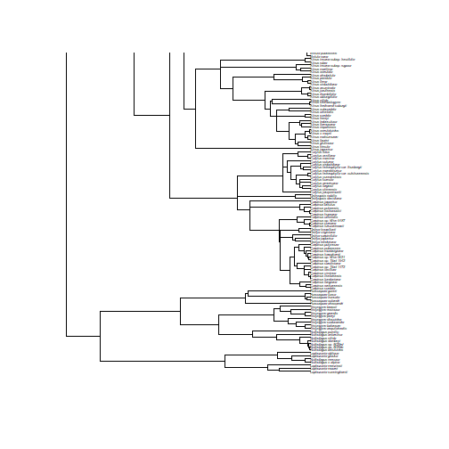 Phylogenetic tree